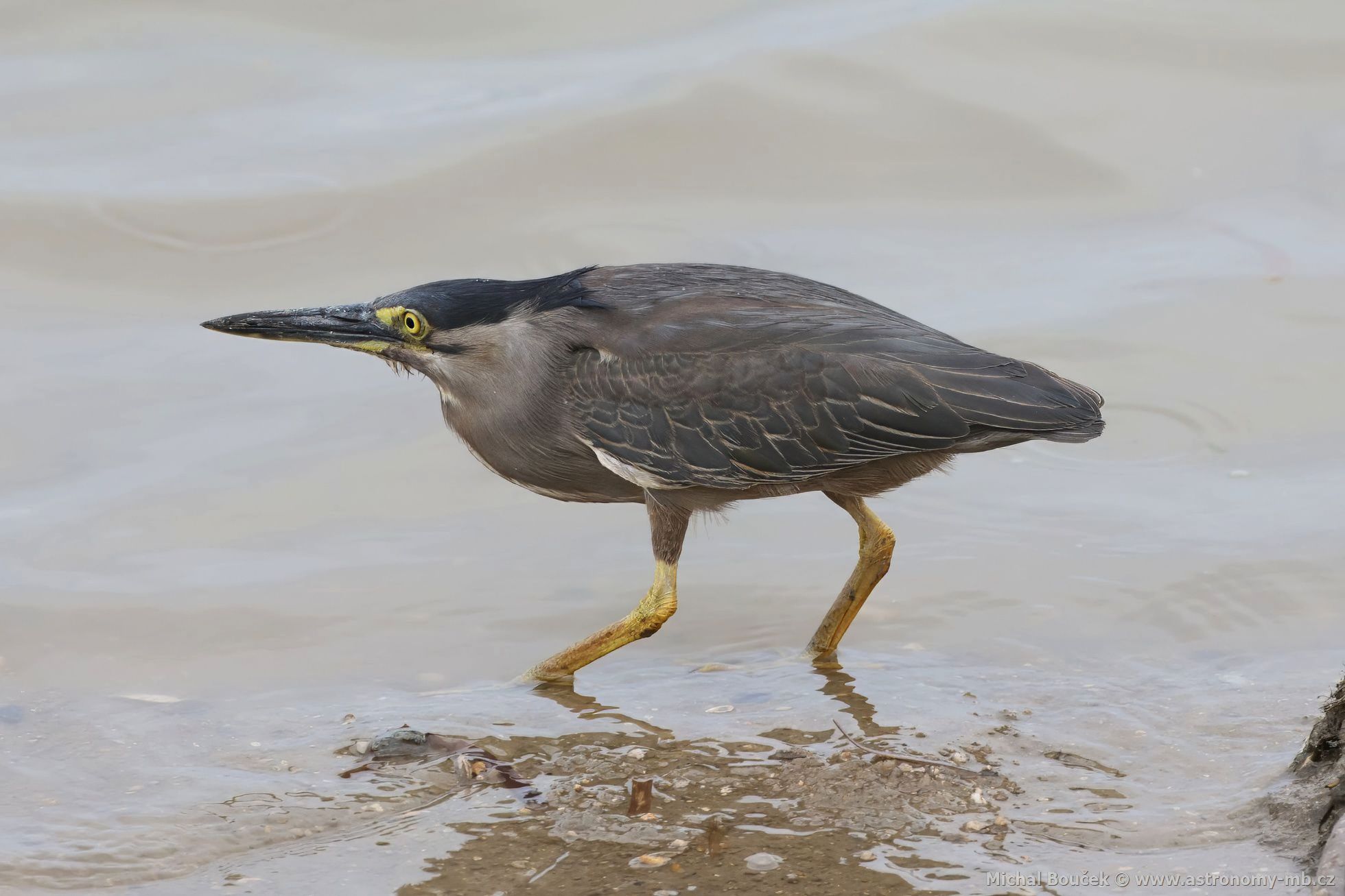 Volavka promnlivá (Butorides striata)