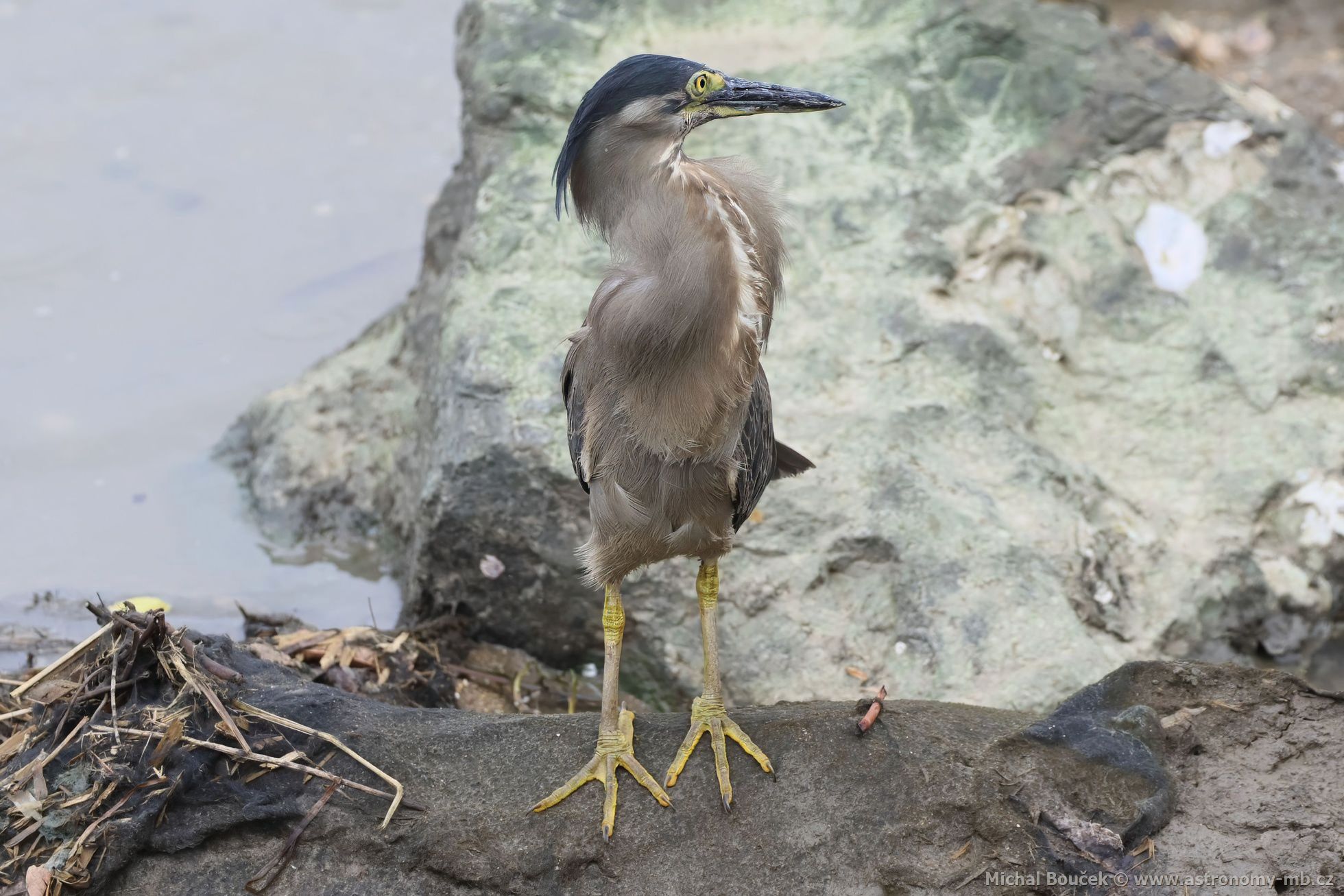 Volavka promnlivá (Butorides striata)