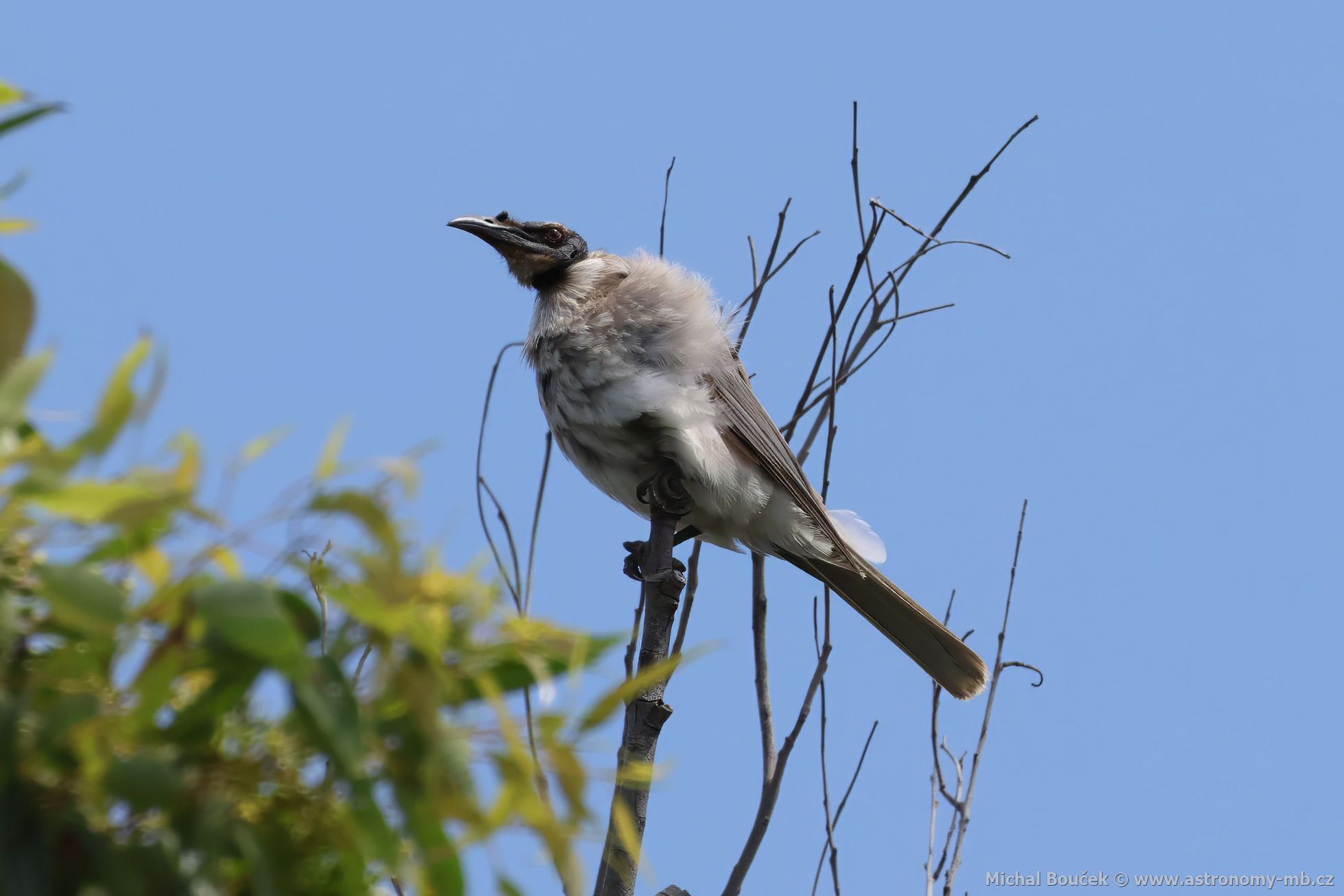Zoboroík kiklavý (Philemon corniculatus)