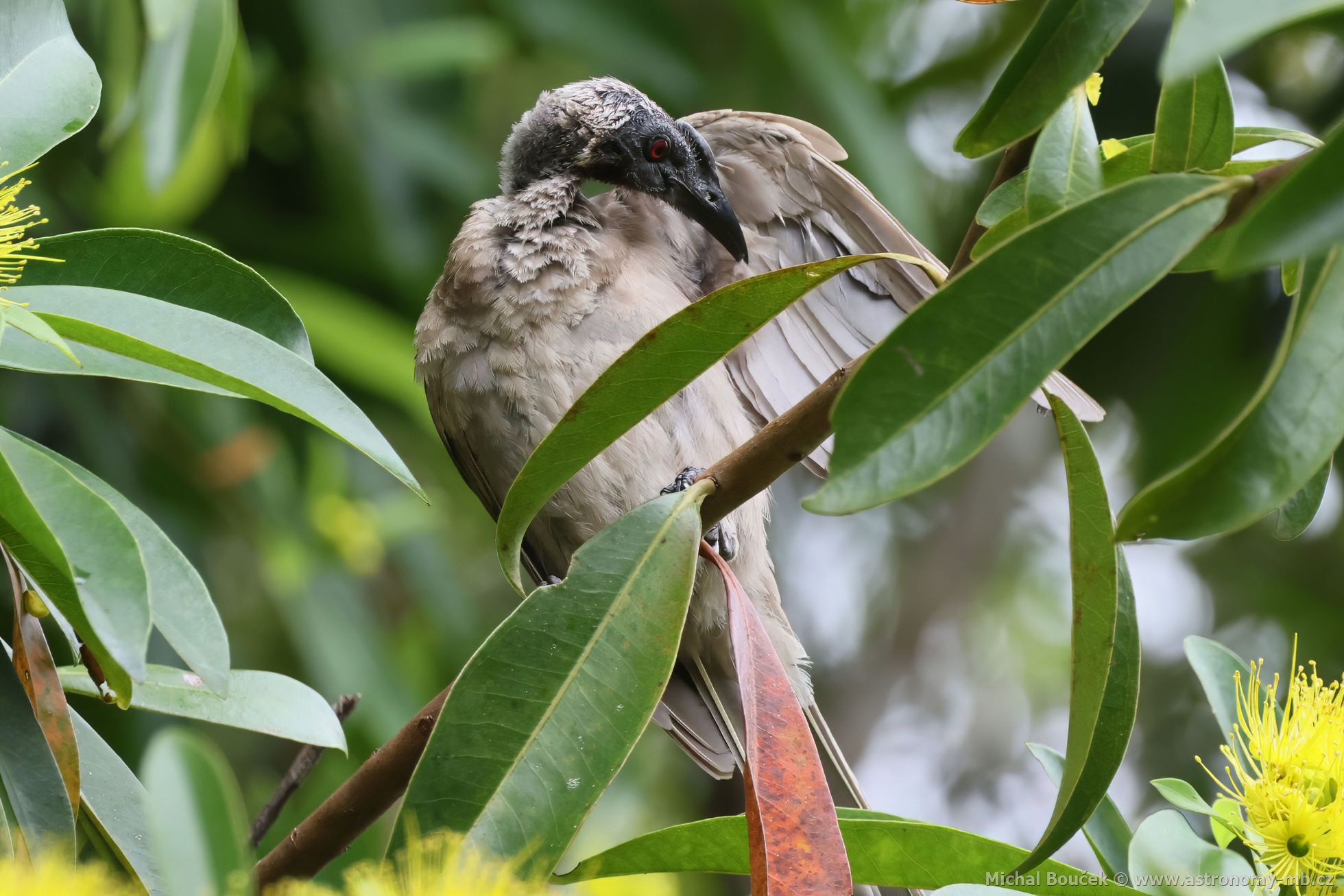 Zoboroík pílbový (Philemon buceroides)