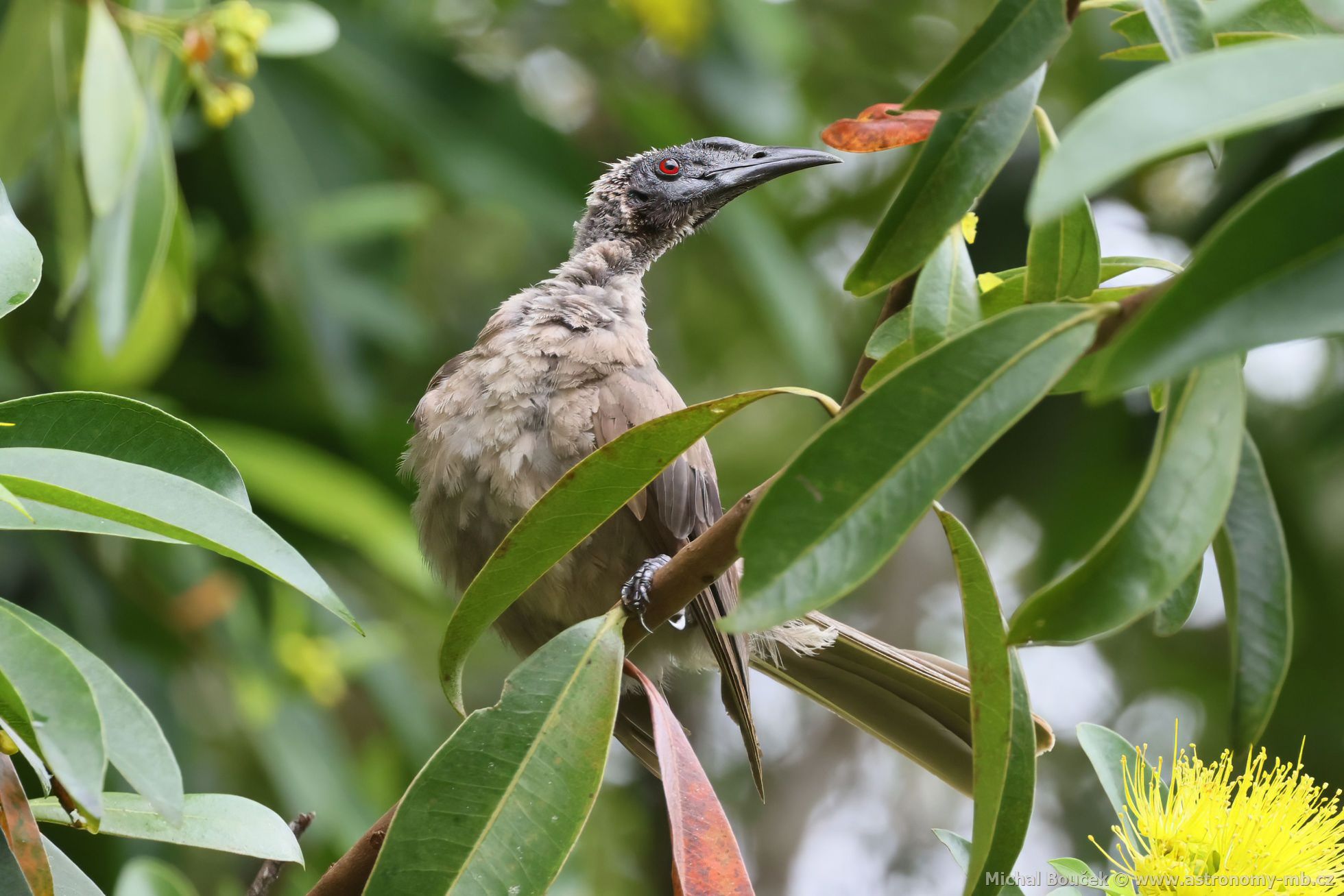 Zoboroík pílbový (Philemon buceroides)