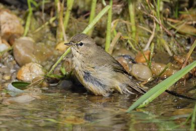 Budníček menší (Phylloscopus collybita) Budníček menší (Phylloscopus collybita)