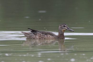 Čírka modrá (Anas querquedula) Čírka modrá (Anas querquedula)
