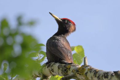 Datel černý (Dryocopus martius) Datel černý (Dryocopus martius)