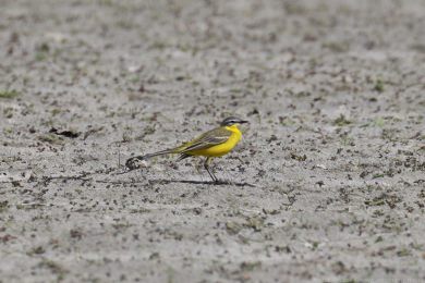 Konipas luční (Motacilla flava) Konipas luční (Motacilla flava)
