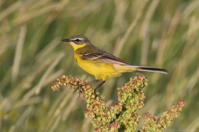 Konipas luční (Motacilla flava) Konipas luční (Motacilla flava)