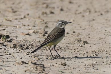 Konipas luční (Motacilla flava) Konipas luční (Motacilla flava)