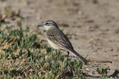 Konipas luční (Motacilla flava) Konipas luční (Motacilla flava)