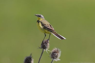 Konipas luční (Motacilla flava) Konipas luční (Motacilla flava)