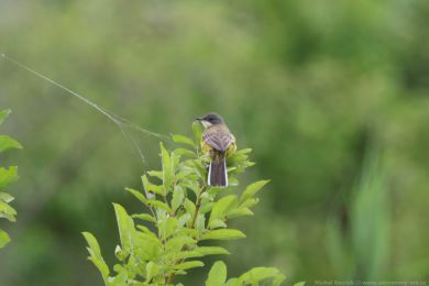 Konipas luční (Motacilla flava) Konipas luční (Motacilla flava)