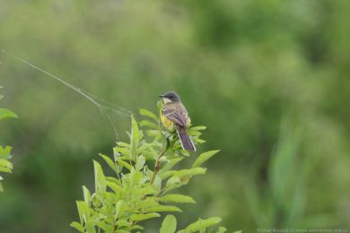 Konipas luční (Motacilla flava) Konipas luční (Motacilla flava)