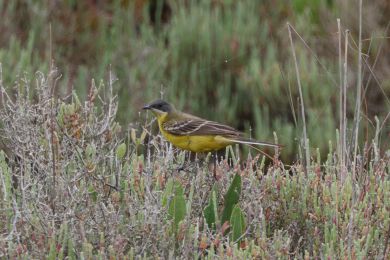 Konipas luční (Motacilla flava) Konipas luční (Motacilla flava)