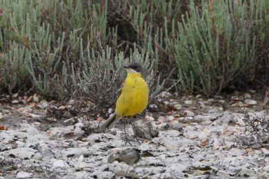 Konipas luční (Motacilla flava) Konipas luční (Motacilla flava)