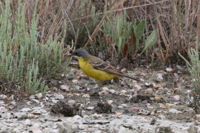 Konipas luční (Motacilla flava) Konipas luční (Motacilla flava)