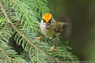 Kr&aacute;l&iacute;�ek obecn&yacute; (Regulus regulus)