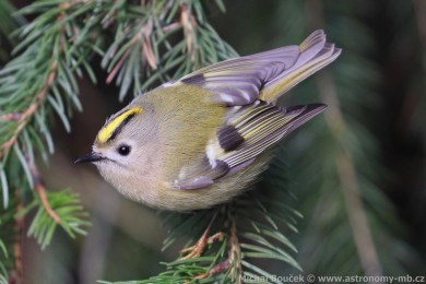Kr&aacute;l&iacute;�ek obecn&yacute; (Regulus regulus)