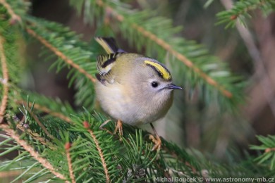 Kr&aacute;l&iacute;�ek obecn&yacute; (Regulus regulus)
