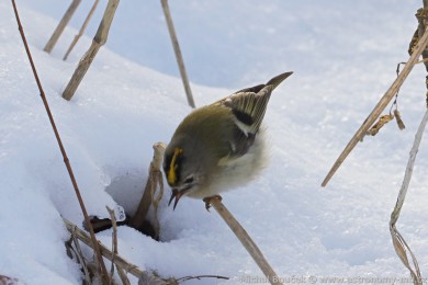 Kr&aacute;l&iacute;�ek obecn&yacute; (Regulus regulus)
