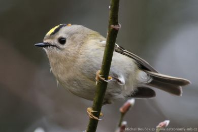 Kr&aacute;l&iacute;�ek obecn&yacute; (Regulus regulus)