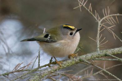 Kr&aacute;l&iacute;�ek obecn&yacute; (Regulus regulus)