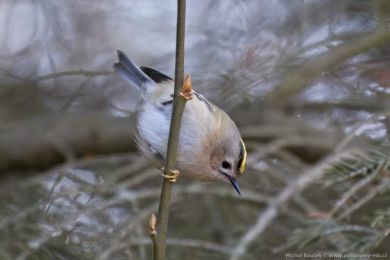 Kr&aacute;l&iacute;�ek obecn&yacute; (Regulus regulus)