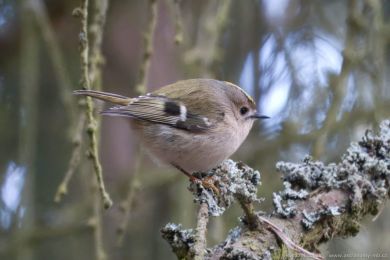 Kr&aacute;l&iacute;�ek obecn&yacute; (Regulus regulus)