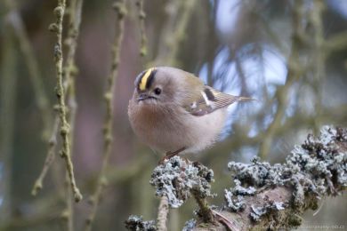 Kr&aacute;l&iacute;�ek obecn&yacute; (Regulus regulus)