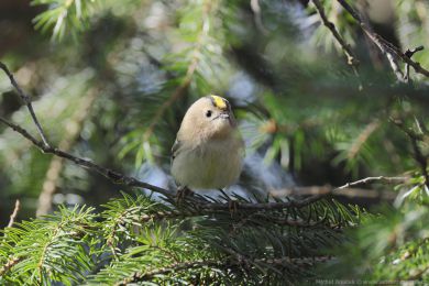 Kr&aacute;l&iacute;�ek obecn&yacute; (Regulus regulus)