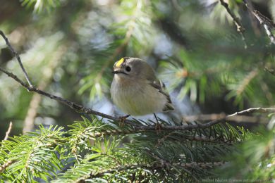 Kr&aacute;l&iacute;�ek obecn&yacute; (Regulus regulus)