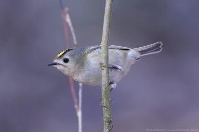 Kr&aacute;l&iacute;�ek obecn&yacute; (Regulus regulus)