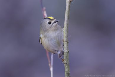 Kr&aacute;l&iacute;�ek obecn&yacute; (Regulus regulus)