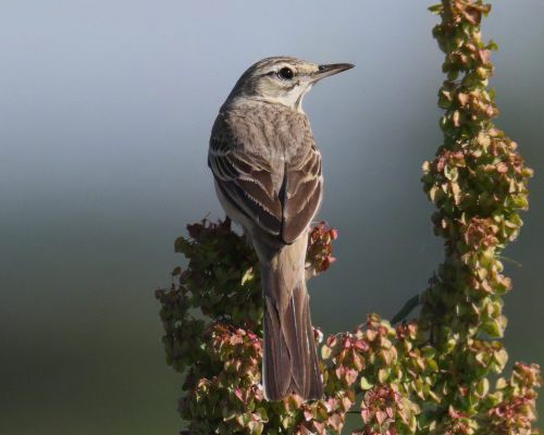 Lindu&scaron;ka &uacute;horn&iacute; (Anthus campestris)