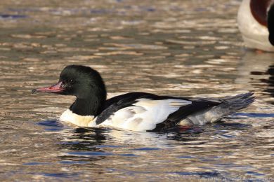 Mor�&aacute;k velk&yacute; (Mergus merganser)