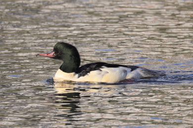 Mor�&aacute;k velk&yacute; (Mergus merganser)