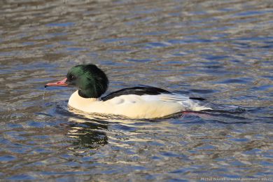 Mor�&aacute;k velk&yacute; (Mergus merganser)