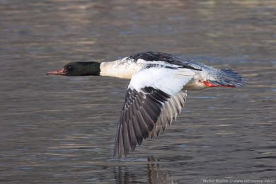 Mor�&aacute;k velk&yacute; (Mergus merganser)