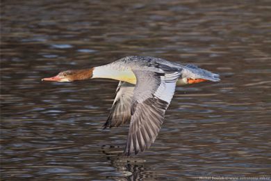 Mor�&aacute;k velk&yacute; (Mergus merganser)