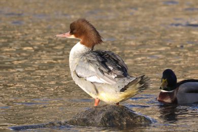 Mor�&aacute;k velk&yacute; (Mergus merganser)
