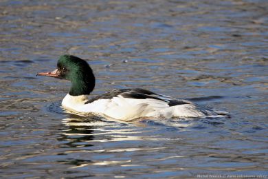 Mor�&aacute;k velk&yacute; (Mergus merganser)