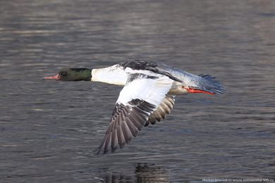 Mor�&aacute;k velk&yacute; (Mergus merganser)