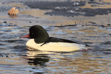 Mor�&aacute;k velk&yacute; (Mergus merganser)