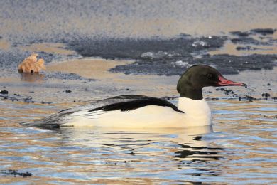 Mor�&aacute;k velk&yacute; (Mergus merganser)