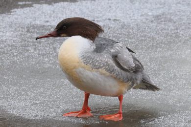 Mor�&aacute;k velk&yacute; (Mergus merganser)