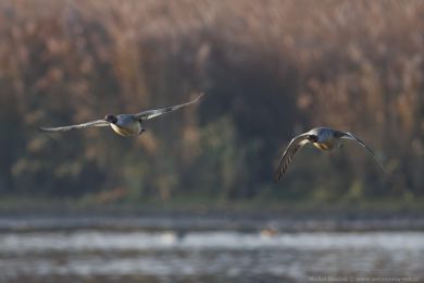 Morčák velký (Mergus merganser) Morčák velký (Mergus merganser)