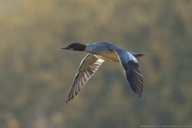Morčák velký (Mergus merganser) Morčák velký (Mergus merganser)