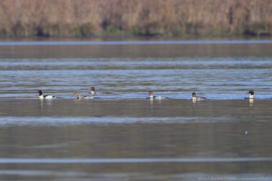 Morčák velký (Mergus merganser) Morčák velký (Mergus merganser)