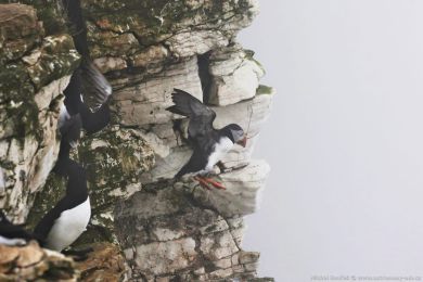 Papuchalk severn&iacute; (Fratercula arctica)