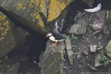 Papuchalk severn&iacute; (Fratercula arctica)