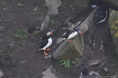 Papuchalk severn&iacute; (Fratercula arctica)