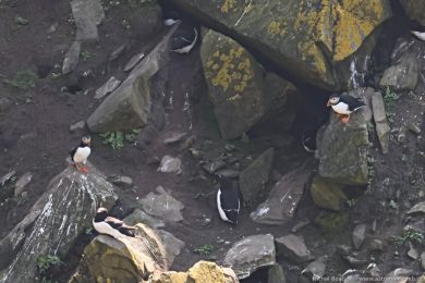 Papuchalk severn&iacute; (Fratercula arctica)